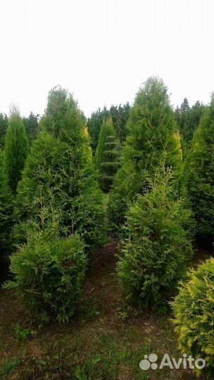 Туя Смарагд, Колумна, Брабант - от 15 штук. Достав