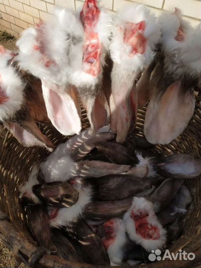 Уши кролика на корм собакам