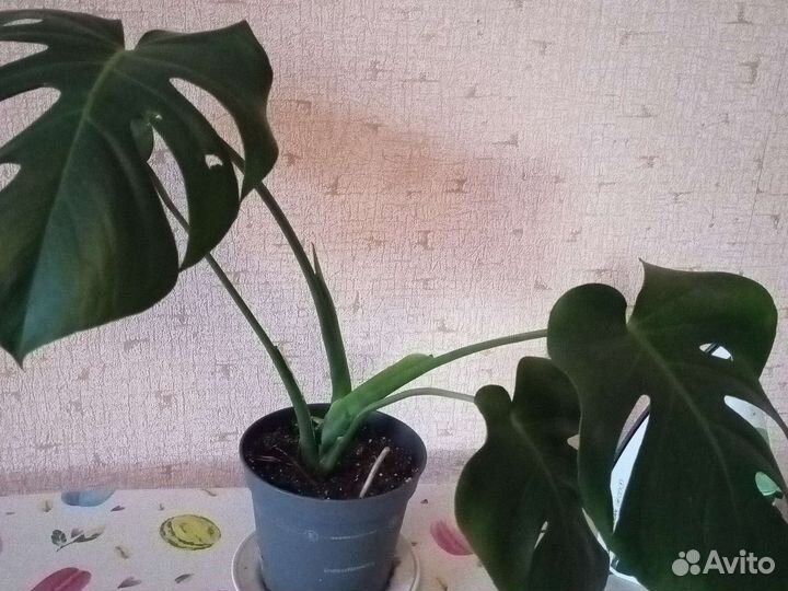 Комнатные цветы