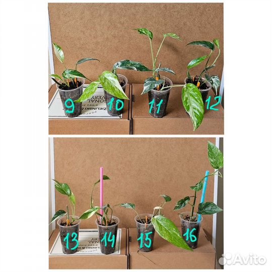 Pinnatum variegata/moonlight/Shangrila/Brandiantum