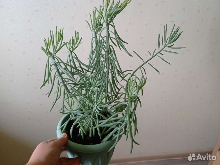 Джинура, мандарин, крестовник Роули, суккуленты