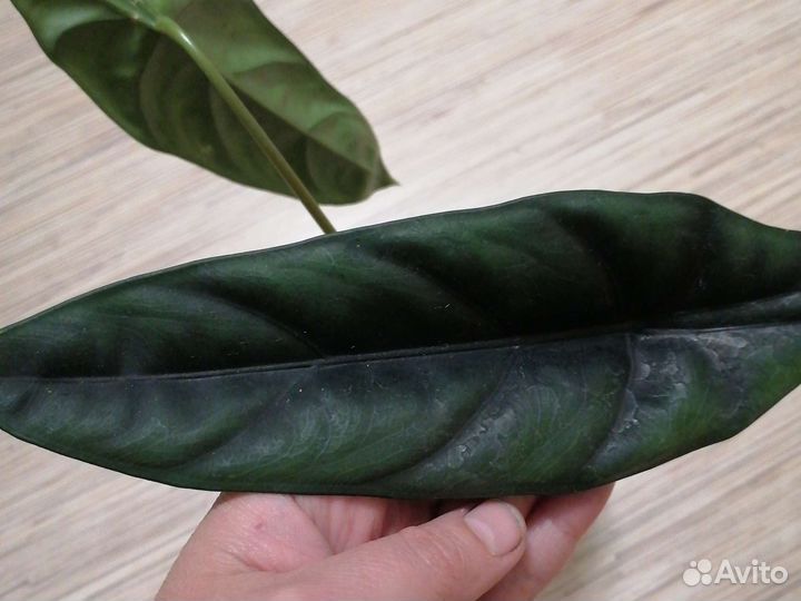 Алоказия венуста