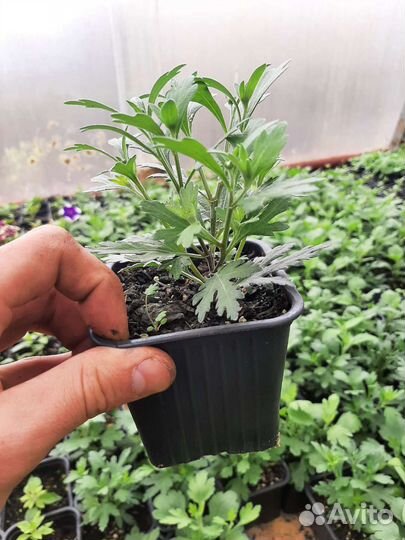 Хризантемы мультифлора