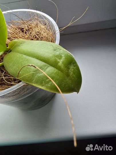 Орхидея фаленопсис