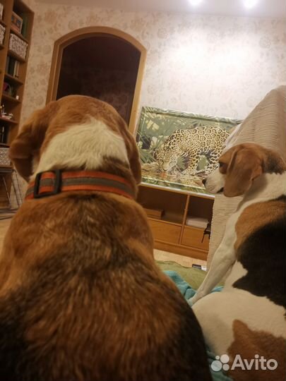 Передержка собак