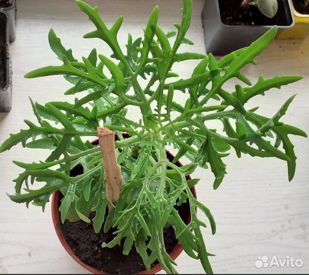 Гиппеаструм,толстянка, алоэ,оленьи рожки, каланхоэ