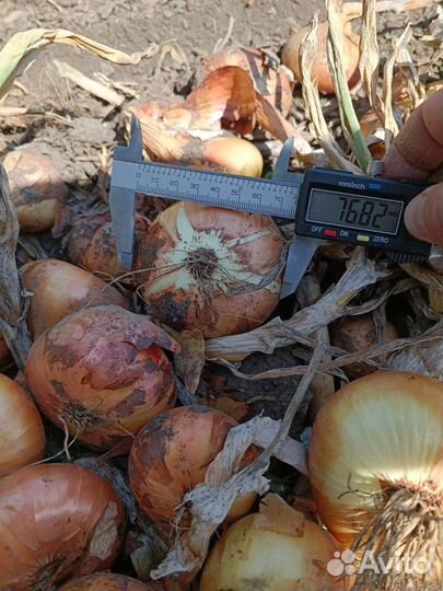 Лук Штутгарт на перо