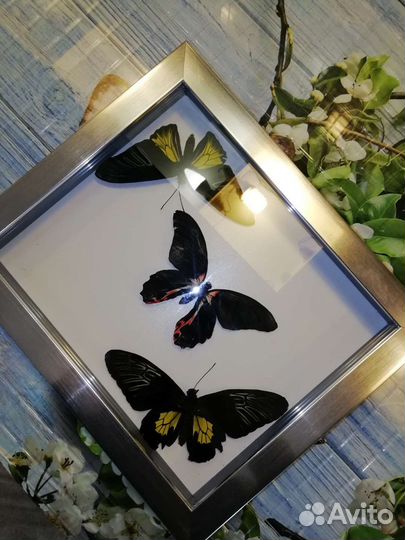 Засушенные бабочки в рамках