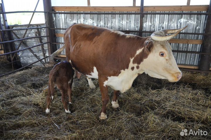 Коровы герефордской породы класса класса элита и э