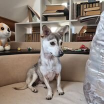 Взрослая собака в добрые руки