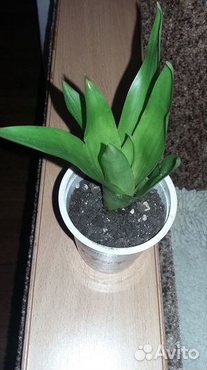 Гузмания - символ силы и долголетия