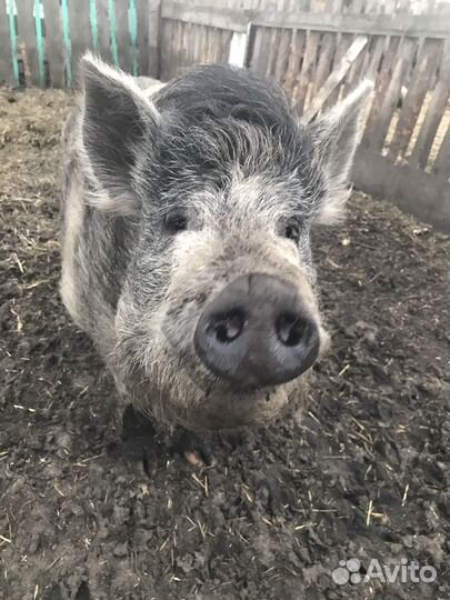 Хряк продам