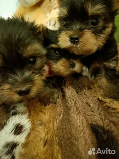 Йоркширский терьер щенки