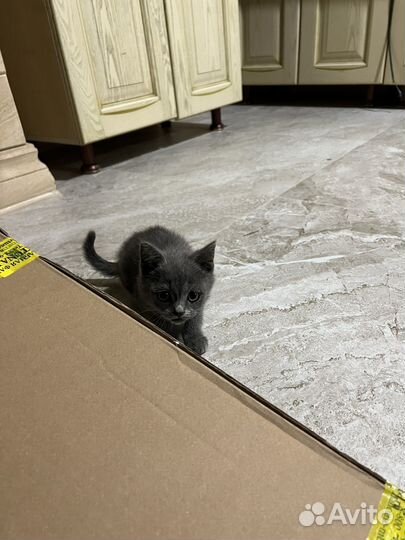 Котенок