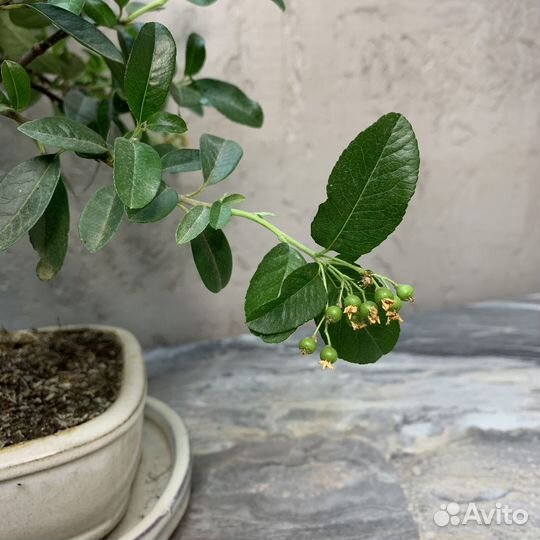 Дерево Бонсай - Пираканта, огненный шип