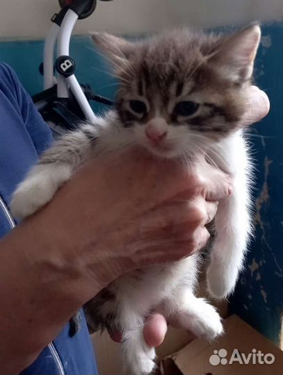 Котят в добрые руки бесплатно