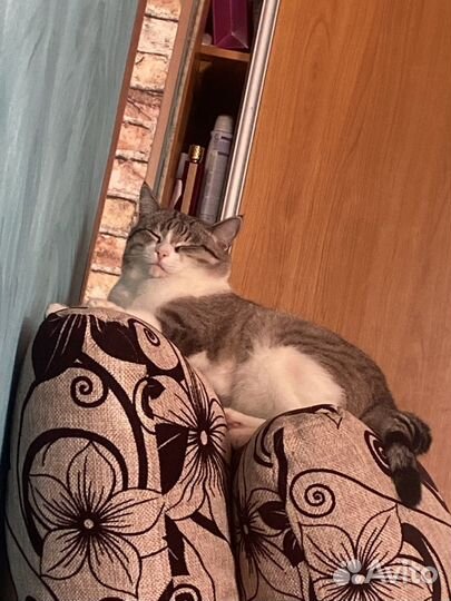 Кот