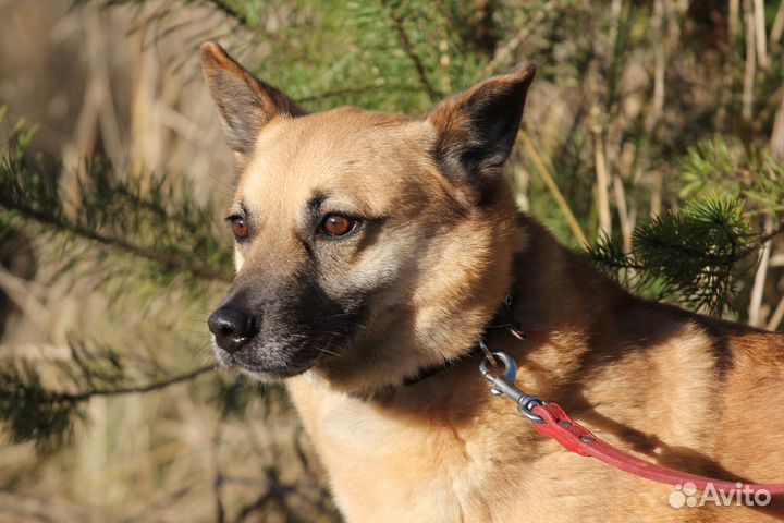 Собака Рыжуля