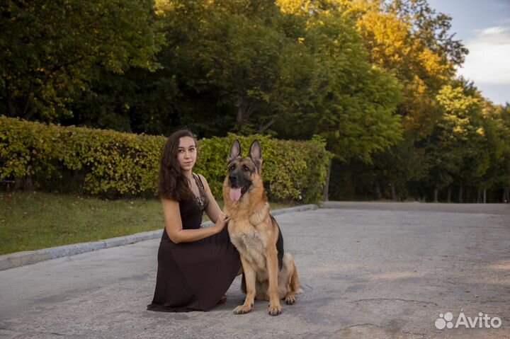 Домашняя индивидуальная передержка животных