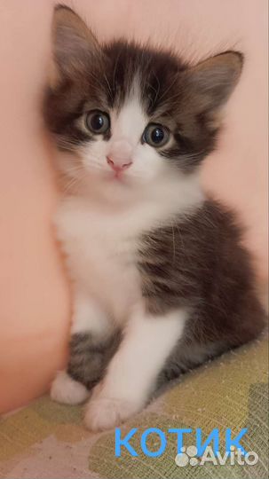 Отдам котят