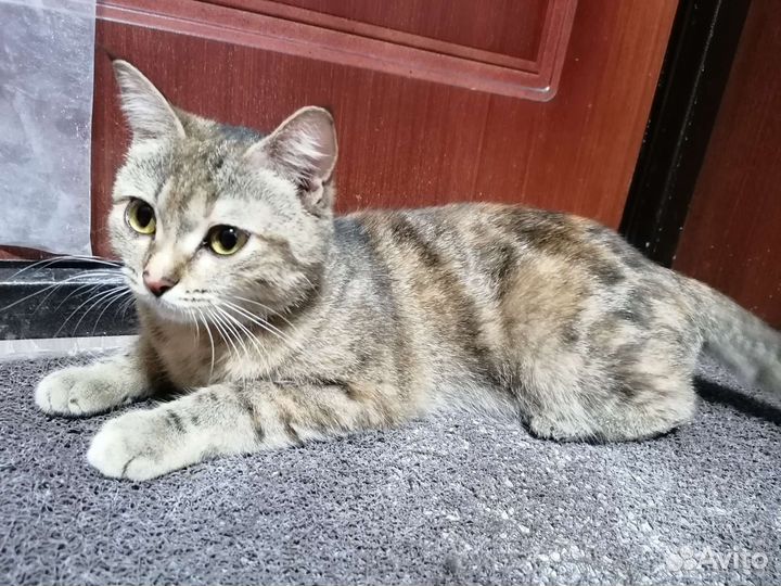 Кошечка в дар