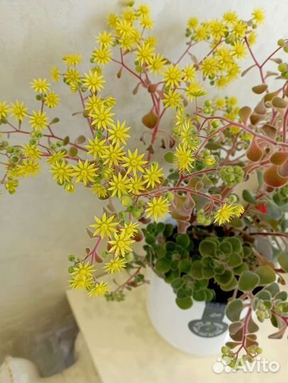 Комнатные растения 