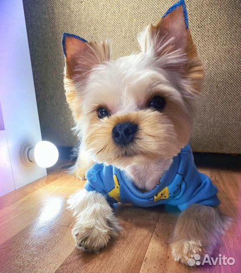 Кофта на флисе для собак или кошек