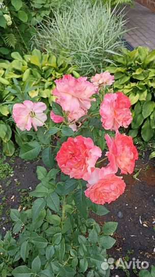 Садоводство