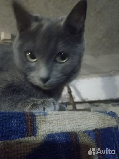 Котёнок девочка в добрые руки