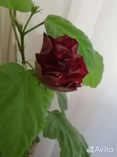 Гибискус Китайская роза