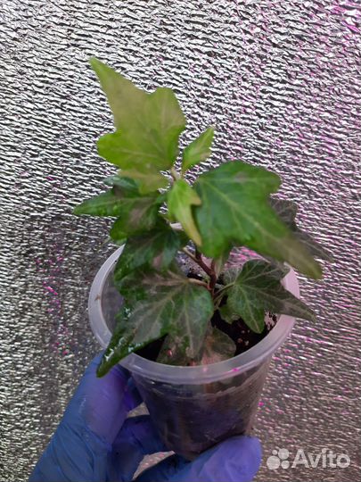 Мирт плющ давалия