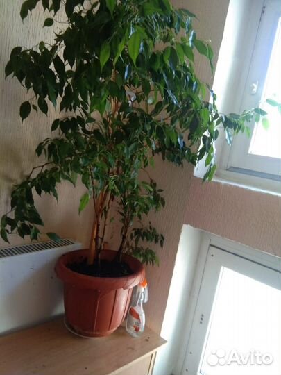 Фикус бенджамина большой