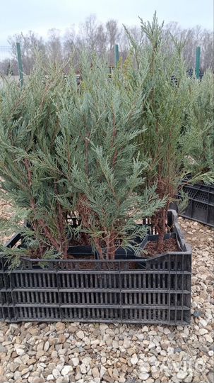 Можжевельник скальный Мунглоу