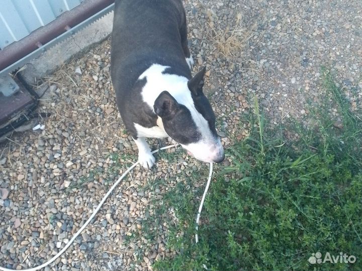 Бультерьер бесплатно