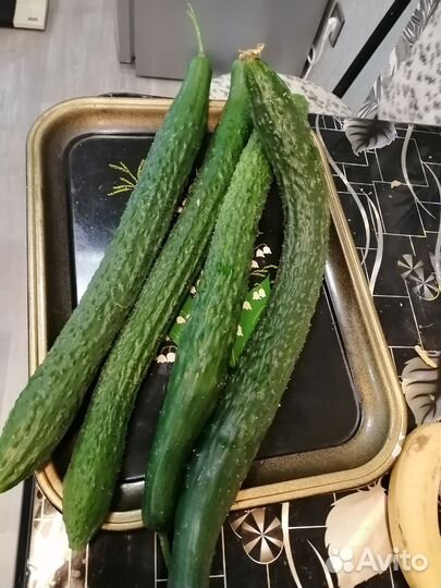 Огурцы свежие