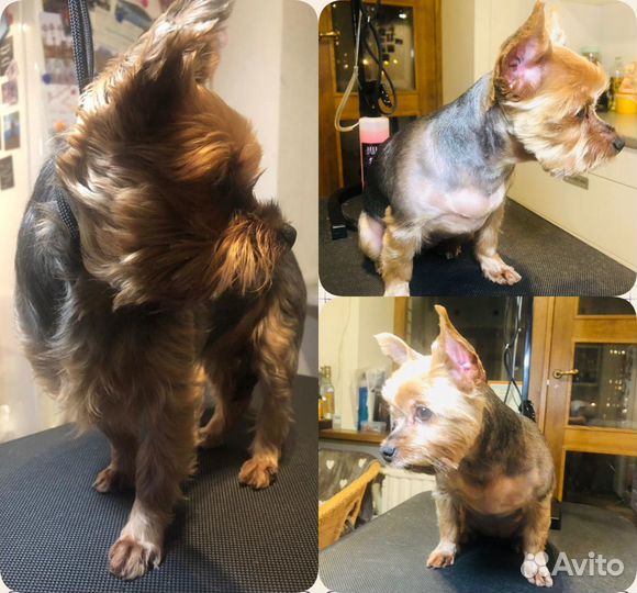 Стрижка собак/мойка собак/стрижка когтей