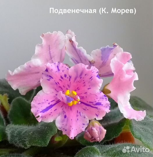 Сортовые фиалки