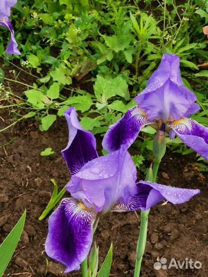 Цветы ирисы