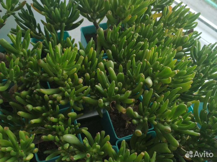 Крассула хоббит