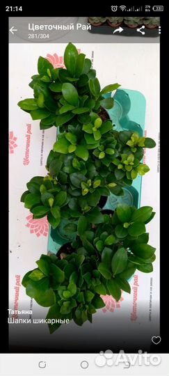 Фикус микрокарпа гинсенг бонсай