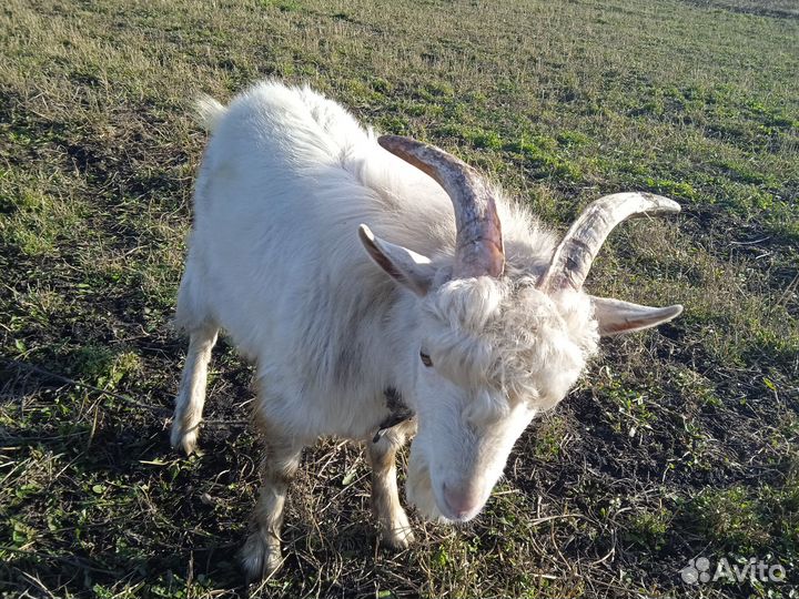 Продам коз(козлов)