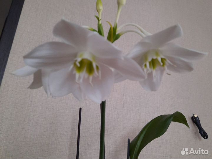 Эухарис амазонская лилия