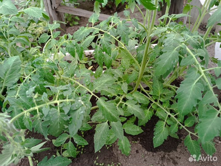 Рассада помидор