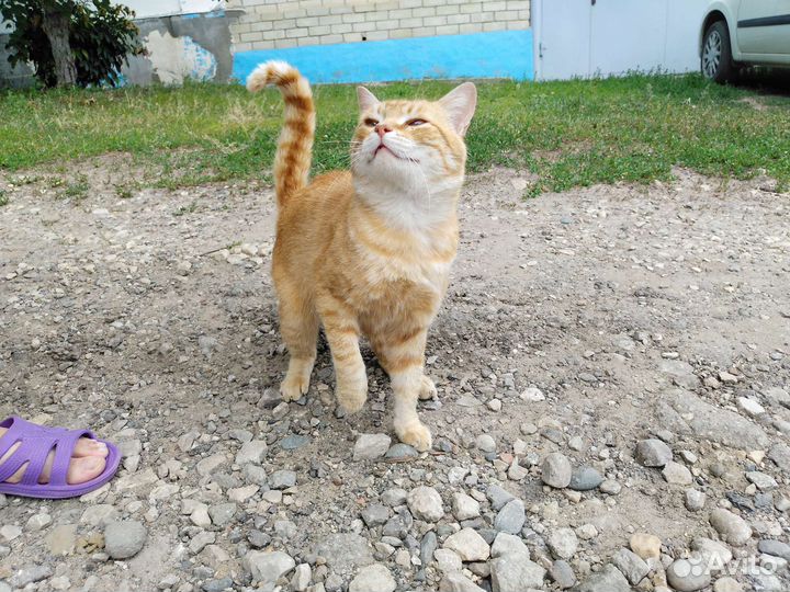 Кот в добрые руки