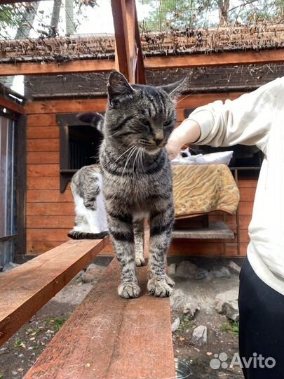 Отдам в добрые руки