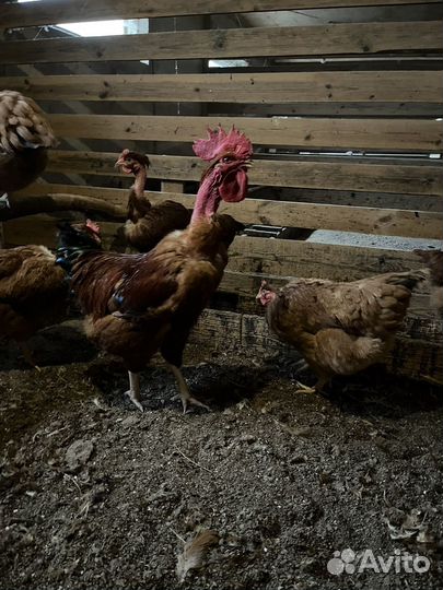 Инкубационное яйцо голошейки