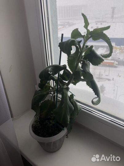 Каланхоэ лечебное