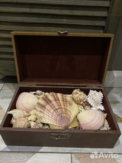 Сундук с сокровищами (ракушками)