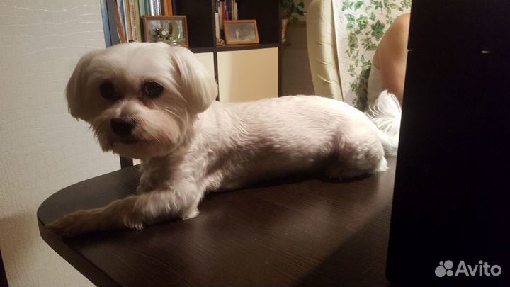 Вязка мальтезе