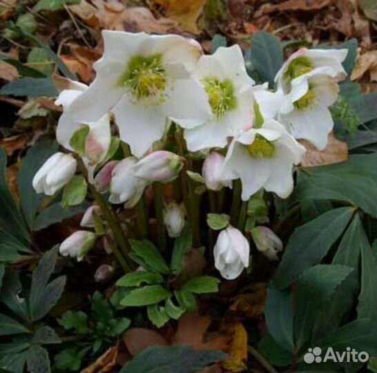 Морозник черный, 1 корень, поиск Агрохолдинг